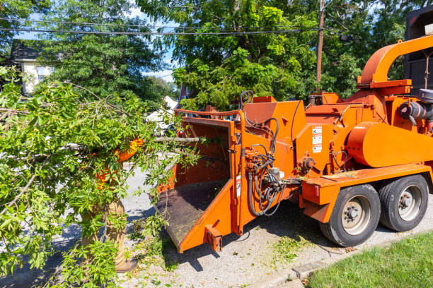 Best Professional Tree Care  in USA